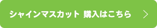 シャインマスカット購入はこちら